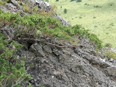 Juniperus pseudosabina
