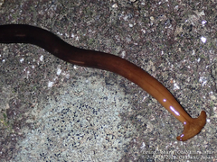 Bipalium fuscatum