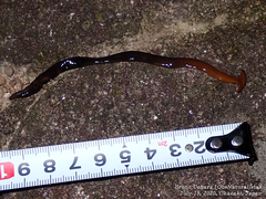 Bipalium fuscatum
