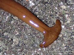 Bipalium fuscatum