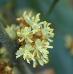 Actinodaphne hookeri