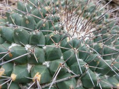 Mammillaria winterae