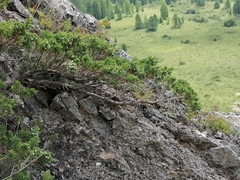 Juniperus pseudosabina