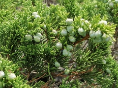 Juniperus pseudosabina