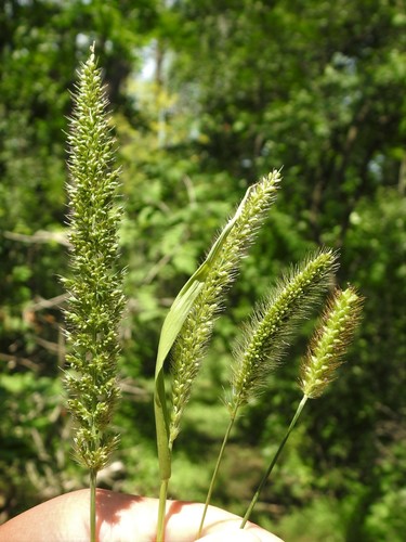 Setaria verticillata iNat (1)