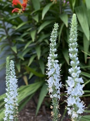 Veroniceae