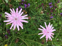 Scorzonera rosea