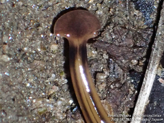Bipalium kewense