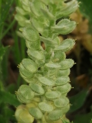 Alyssum montanum