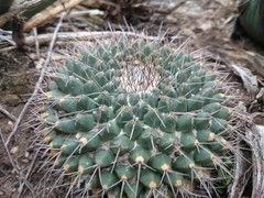 Mammillaria winterae