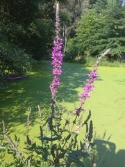 Lythrum salicaria