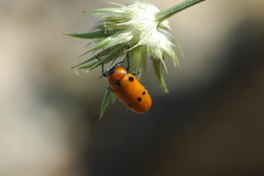 Tituboea sexmaculata