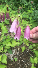 Campanula punctata