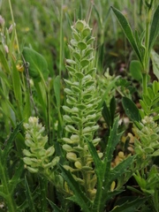 Alyssum montanum