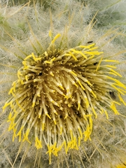 Cirsium funkiae