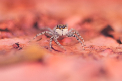 Menemerus semilimbatus