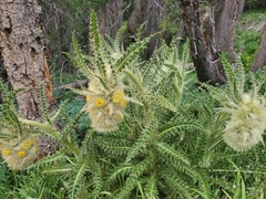 Cirsium funkiae
