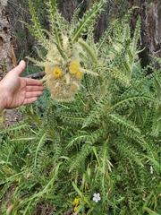 Cirsium funkiae