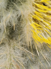 Cirsium funkiae