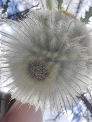 Cirsium funkiae