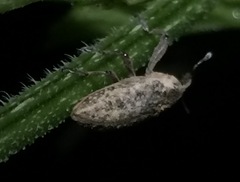 Lixus scrobicollis
