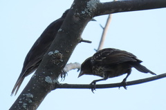 Agelaius phoeniceus