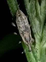 Lixus scrobicollis