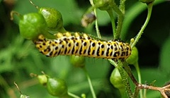 Cucullia scrophulariae