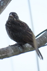 Agelaius phoeniceus