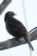 Agelaius phoeniceus