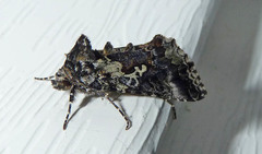 Syngrapha rectangula