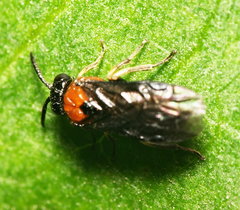 Eutomostethus ephippium