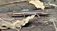 Notomabuya frenata