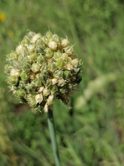 Allium obliquum