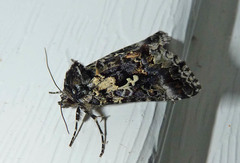 Syngrapha rectangula