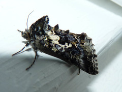 Syngrapha rectangula