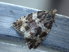 Olethreutes glaciana
