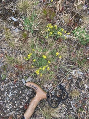 Draba incerta