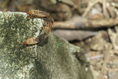 Dysdercus bimaculatus