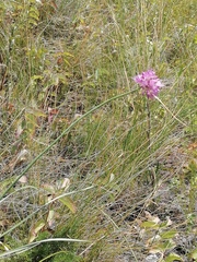 Allium amphibolum