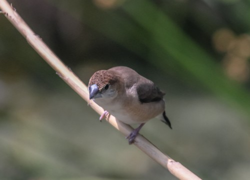 Indian Silverbill
