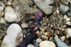 Paederidus ruficollis