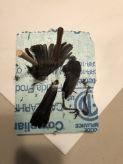 Dumetella carolinensis