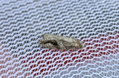 Proteoteras crescentana