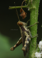 Pirithoicus ophthalmicus