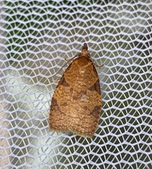 Cenopis diluticostana