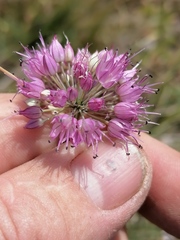 Allium amphibolum