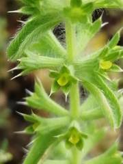 Sideritis montana