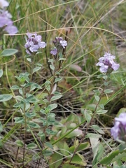 Ziziphora clinopodioides