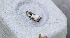Olethreutes malana